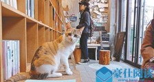 无人书店猫当掌柜 为什么让猫当掌柜究竟怎么回事