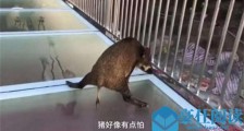 山猪误闯玻璃天桥 具体详情曝光山猪表现让人大跌眼镜