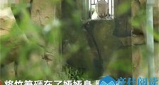 大熊猫被粗暴对待怎么回事 成都高龄大熊猫被粗暴对待始末