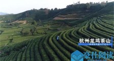 明前龙井5000一斤 采茶工每小时掐8000次令人瞠目结舌