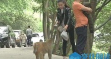 游客被猴抢走手机怎么回事 园方道歉但不赔偿事件始末曝光