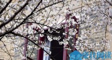 武大回应赏樱冲突 完整视频曝光冲突原因不在“和服”