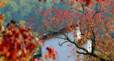 描写秋天早晨的诗句有哪些?描写秋天的唯美诗词