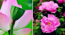 官宣!济南增选玫瑰为市花!“荷谐玫好”双市花来了