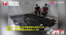 云南查获1213张鳄鱼皮铺满球场 具体什么情况?