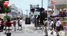 印度警察给大象模型戴口罩 原因是什么?具体什么情况?
