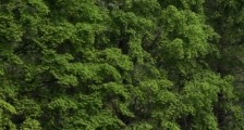 立夏习俗有哪些?立夏节气风俗:吃立夏蛋、秤人