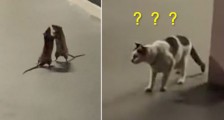 两只老鼠站立互殴一旁猫咪被吓傻(视频)