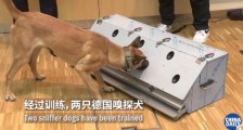德国称两只嗅探犬能识别新冠患者 准确率高达94%