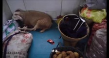 高铁遍地的中国,留着绿皮小火车,不嫌丢人吗?