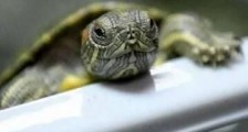 武汉肺炎中间宿主最新消息  研究人员称龟类或为潜在宿主