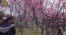 河南洛阳一公园超5万人涌入赏花  有人干脆摘掉口罩
