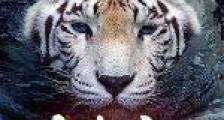猛虎离山2024新版