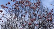 一剑九花笔趣阁版