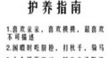 小金蛋护养指南新版