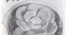 植物契约师新版